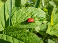Red, round and ladybird-like broad-shouldered leaf beetle (Chrysomela populi) sitting on leaf