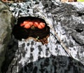 Red round mushrooms in the hollow in the old tree Royalty Free Stock Photo