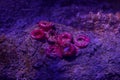 Red round plants on a stone at the bottom of the ocean. Background to place text. Oceanic flora
