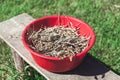 Red plastic bowl with spikelets stands on wooden bench