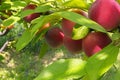 Red round plums in sunlight Royalty Free Stock Photo