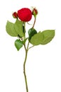 Red round rose flower and buds