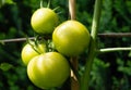 Tomatoes Solanum Lycopersicum