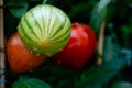 Tomatoes Solanum Lycopersicum