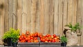 Red round tomatoes in the wooden box with green trees in the black pots and brown sack, All they put against the timber wall. Royalty Free Stock Photo