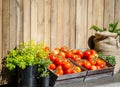 Red round tomatoes in the wooden box with green trees in the black pots and brown sack, All they put against the timber wall. Royalty Free Stock Photo