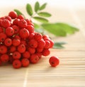 Red rowan