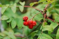 Red Rowan berries