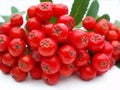 Red rowan berries