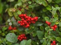 Red rowan berries, Autumn, bird favourite Royalty Free Stock Photo