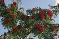 Red rowan berries on a background of blue sky. fruit tree. Royalty Free Stock Photo
