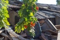 Red rowan berries, on the background of an old barn