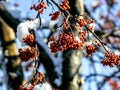 Red rowan berries on the branches covered with snow Royalty Free Stock Photo