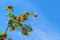 Red rowan berries on the branches of tree and green leaves against a blue sky Royalty Free Stock Photo