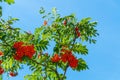 Red rowan berries on the branches of tree and green leaves against a blue sky Royalty Free Stock Photo