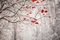 Red rowan berries and branches under the snow