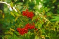 Red rowan berries close-up on a branch among green leaves Royalty Free Stock Photo