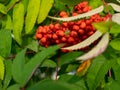 Red rowan. Rowan berries close-up. Bright red bunches hang from a tree branch with a green bug