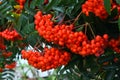 Red Rowan Berries