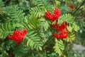 Red rowan berries closeup