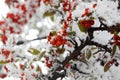 Red Rowan Berries Covered With Fresh Snow. Royalty Free Stock Photo