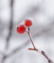 Red Rowan Berries Covered With Fresh Snow Royalty Free Stock Photo