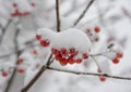 Red Rowan Berries Covered With Fresh Snow Royalty Free Stock Photo
