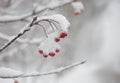 Red Rowan Berries Covered With Fresh Snow Royalty Free Stock Photo