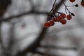 Mountain ash in winter is covered with ice and snow, hanging on the branches with red berries. Royalty Free Stock Photo