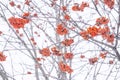 Red rowan berries covered with frost in the winter landscape. Nature. Hoarfrost Royalty Free Stock Photo