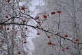 Red rowan berries covered by hoarfrost. Winter scene Royalty Free Stock Photo