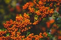 Red rowan berries on green branches against a blue sky. Autumn background. August. Autumn is approaching. Ripening of rowan berrie