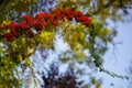 Red rowan berries on green branches against a blue sky. Autumn background. August. Autumn is approaching. Ripening of rowan berrie