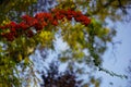 Red rowan berries on green branches against a blue sky. Autumn background. August. Autumn is approaching. Ripening of rowan berrie