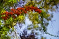 Red rowan berries on green branches against a blue sky. Autumn background. August. Autumn is approaching. Ripening of rowan berrie