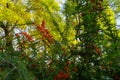 Red rowan berries on green branches against a blue sky. Autumn background. August. Autumn is approaching. Ripening of rowan berrie