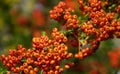 Red rowan berries on green branches against a blue sky. Autumn background. August. Autumn is approaching. Ripening of rowan berrie