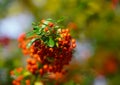 Red rowan berries on green branches against a blue sky. Autumn background. August. Autumn is approaching. Ripening of rowan berrie