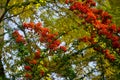 Red rowan berries on green branches against a blue sky. Autumn background. August. Autumn is approaching. Ripening of rowan berrie