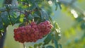 Red rowan berries growing green branch close up. Juicy ashberry hanging twig. Royalty Free Stock Photo