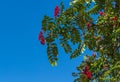 Red rowan berries growing on a tree branches with green leaves on blue sky background. Colors of autumn nature Royalty Free Stock Photo