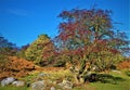 Red rowan berries, on Halloween day, in Burbage Brook, near Padley Gorge, Grindleford, East Midlands.