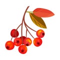 Red Rowan Berries Hanging on Branch with Pinnate Leaves Vector Illustration