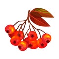 Red Rowan Berries Hanging on Branch with Pinnate Leaves Vector Illustration
