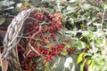Red rowan berries in an inverted wicker basket Royalty Free Stock Photo