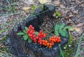 Red rowan berries on an old tree stump Royalty Free Stock Photo