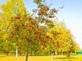 Red rowan Red berries and orange rowan leaves are a beautiful enlarged view of a tree branch in autumn with a bokeh effect Royalty Free Stock Photo