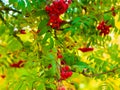 Red rowan Red berries and orange rowan leaves are a beautiful enlarged view of a tree branch in autumn with a bokeh effect Royalty Free Stock Photo