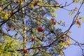 Red rowan berries in the summer