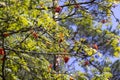 Red rowan berries in the summer